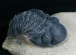 Bargain Reedops Trilobite - Inches #6913-2